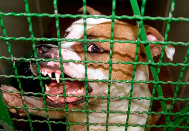 Kampfhunde wie dieser Pitbull sollen i...ltdorf aufeinandergehetzt worden sein.  | Foto: dpa