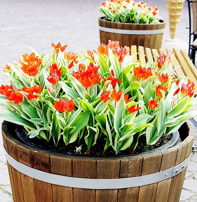 Tulpenblte in der Ettenheimer Innenstadt   | Foto: stadt