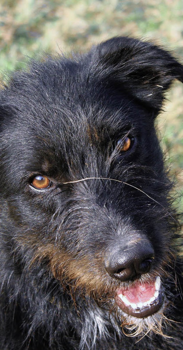 Stino ist ein sensibler Hund, zurckhaltend und nicht ganz einfach.     | Foto: Tierheim