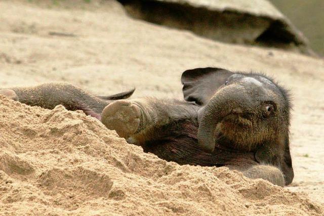 Fotos: Elefantenbaby Assam erobert Hagenbecks Tierpark