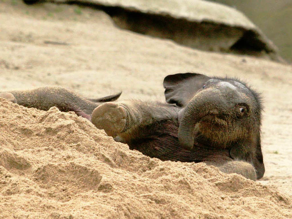 Elefantenbaby Assam erobert Hagenbecks Tierpark