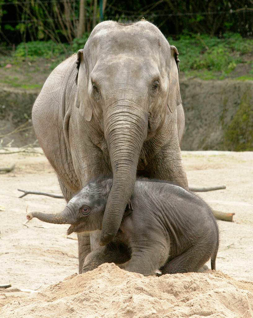 Elefantenbaby Assam erobert Hagenbecks Tierpark