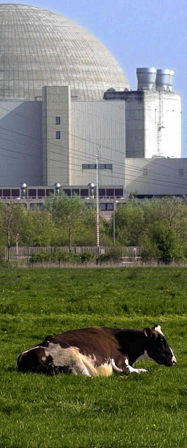 Ein Kuh vor dem Kernkraftwerk  Brokdorf  | Foto: dapd