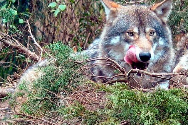 Streift ein Wolf durch den Hotzenwald?