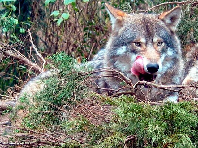 Luft ein Wolf im Hotzenwald herum?  | Foto: Polizei Aachen