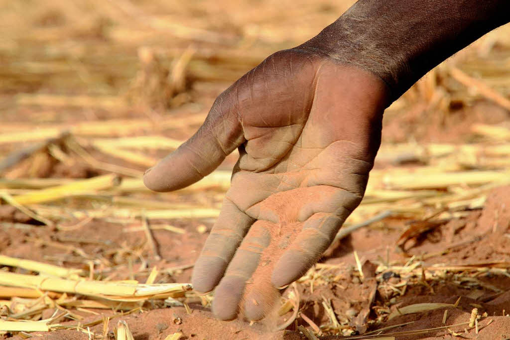 Vertrockneter, sandiger Ackerboden in Mali whrend der Drre im Mrz. Wegen der schlechten Regenzeit im Herbst wurde hier nichts geerntet.