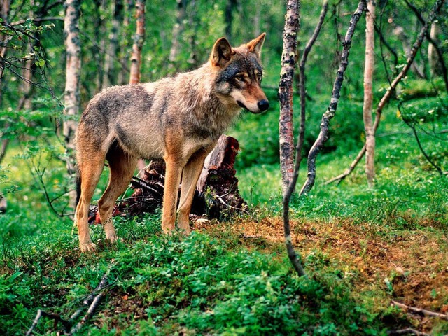 Der Wolf kehrt zurck. Ist er schon im Hotzenwald?  | Foto: DPA/PRIVAT