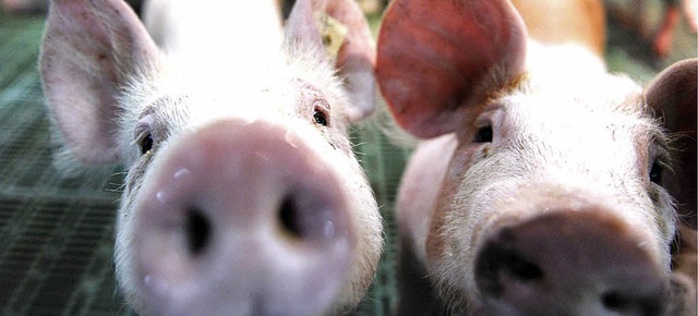 Grunzte zur Abwechslung auf dem Mnstermarkt: das Schwein.  | Foto: dapd