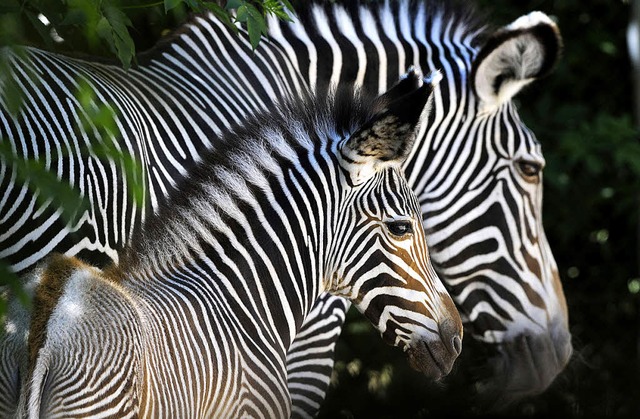 Eine Zebramutter mit ihrem Zebrajungen  | Foto: afp