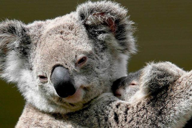 Fotos: Koalas sind in Gefahr