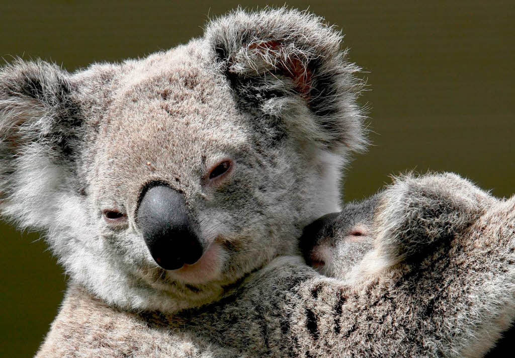 Koalas, hatten es in den letzten 100 Jahren nicht leicht. Koalas, hatten es in den letzten 100 Jahren nicht leicht.