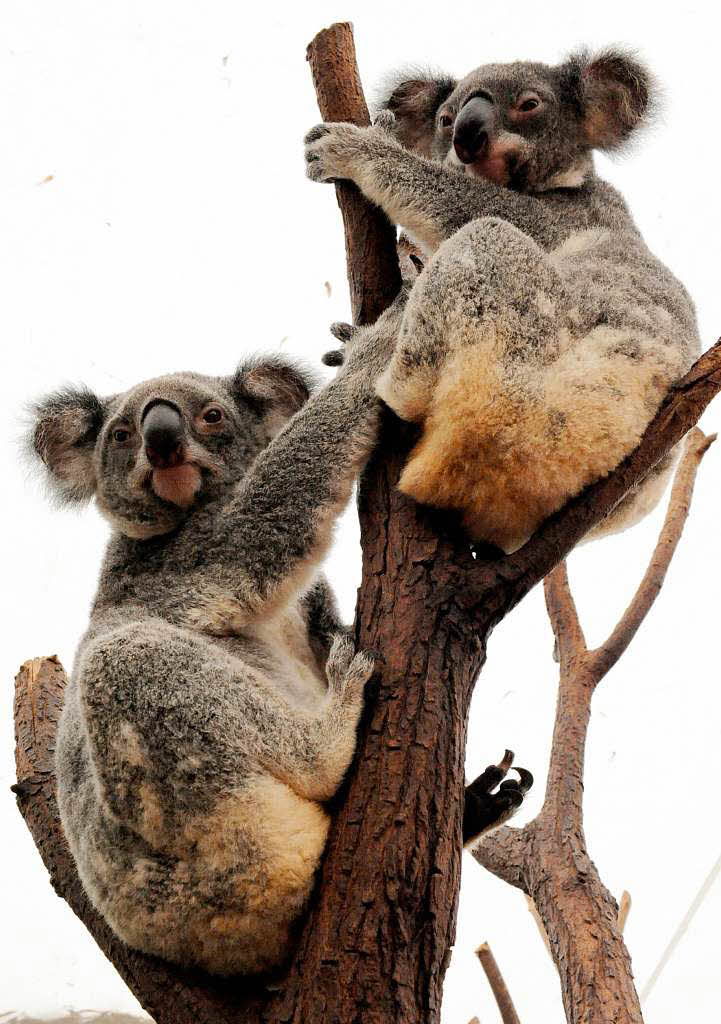 Als es noch mehrere Millionen von ihnen gab, wurden sie von Jägern gejagt. Mittlerweile fehlt dem Koala der Lebensraum, Als es noch mehrere Millionen von ihnen gab, wurden sie von Jägern gejagt. Mittlerweile fehlt dem Koala der Lebensraum,