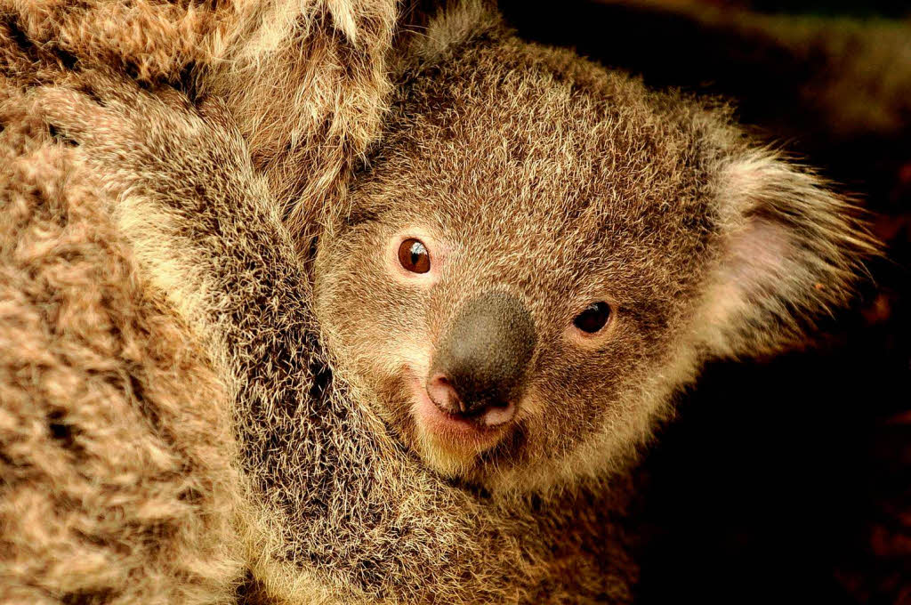 Zum Glück unternehmen die Australier nun etwas dagegen. Zum Glück unternehmen die Australier nun etwas dagegen.