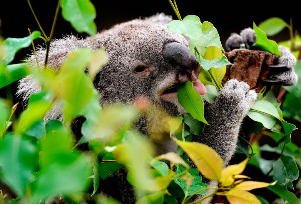 Es wurde jetzt nämlich ein Gesetz erlassen: Koalas dürfen nicht mehr gejagt werden. Es wurde jetzt nämlich ein Gesetz erlassen: Koalas dürfen nicht mehr gejagt werden.