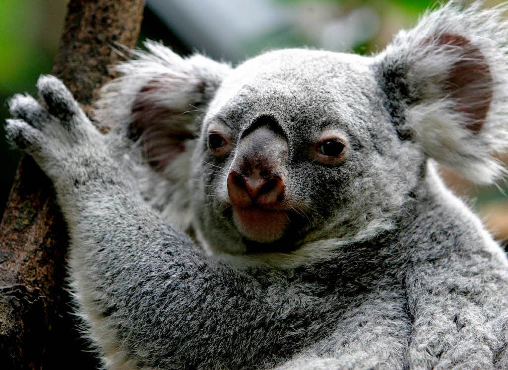 Tierschützer finden, dass das schon längst nötig war. Nun kann sich der Koala von den vergangen Jahren erholen. Tierschützer finden, dass das schon längst nötig war. Nun kann sich der Koala von den vergangen Jahren erholen.