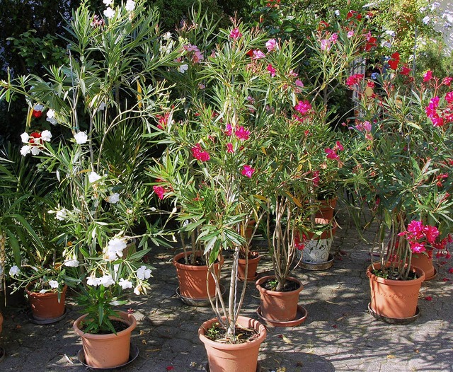 Auch berzhlige Oleander knnten beim...gen-Kirchen dankbare Abnehmer finden.   | Foto: langelott