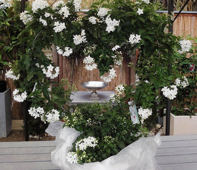 Edle florale Dekorationen zur Hochzeit...  diesmal beim Geranienmarkt zu sehen.  | Foto: Silke Hartenstein