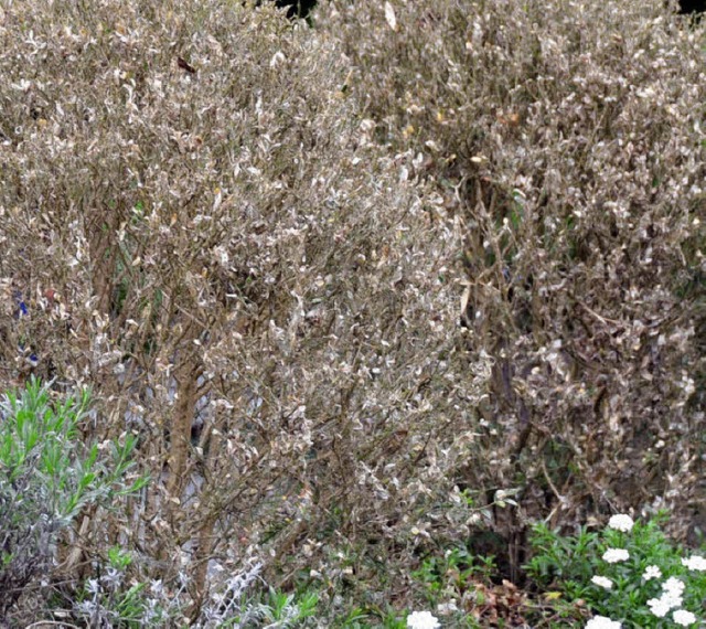 Abgefressene Bsche frustrieren Gartenfreunde.  | Foto: Markus Donner