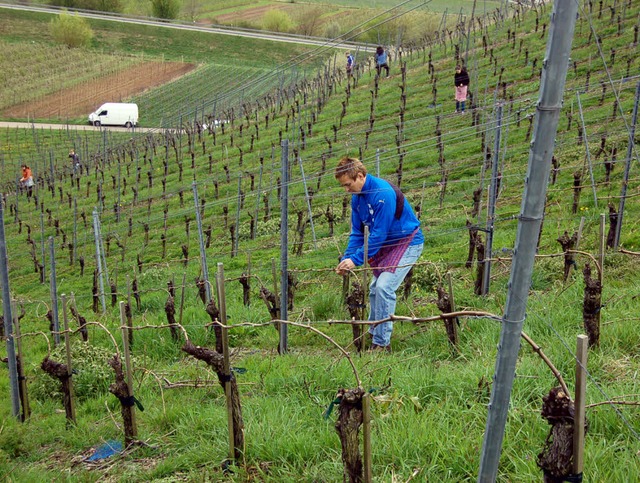 Ausdauer gefragt: Helfer hngen im Buc... den Traubenwickler verwirren sollen.   | Foto: Ringwald