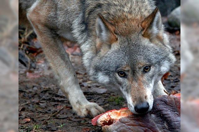 Vor 130 Jahren wurde zum letzten Mal ein Wolf im Hotzenwald erlegt
