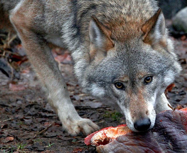 Der letzte Wolf im Hotzenwald wurde vo...Brgermeister Josef Sutter erschossen.  | Foto: Jens Bttner/dpa