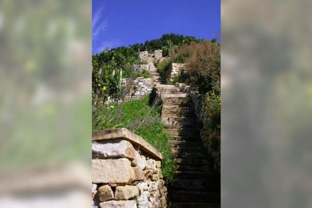 Tour zum Castellberg: Wandern und Weinprobe