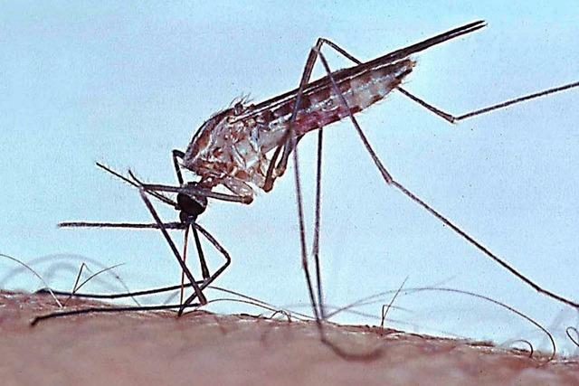 Billigpillen ebnen der Malaria den Weg
