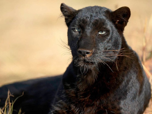 Schweizer Medien spekulieren ber eine Panther-Sichtung.  | Foto: dpa