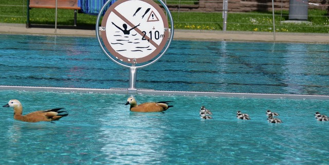Familientag im Freibad: Ihre wohl erst...Kken gestern im Nichtschwimmerbecken.  | Foto: Andr hnig