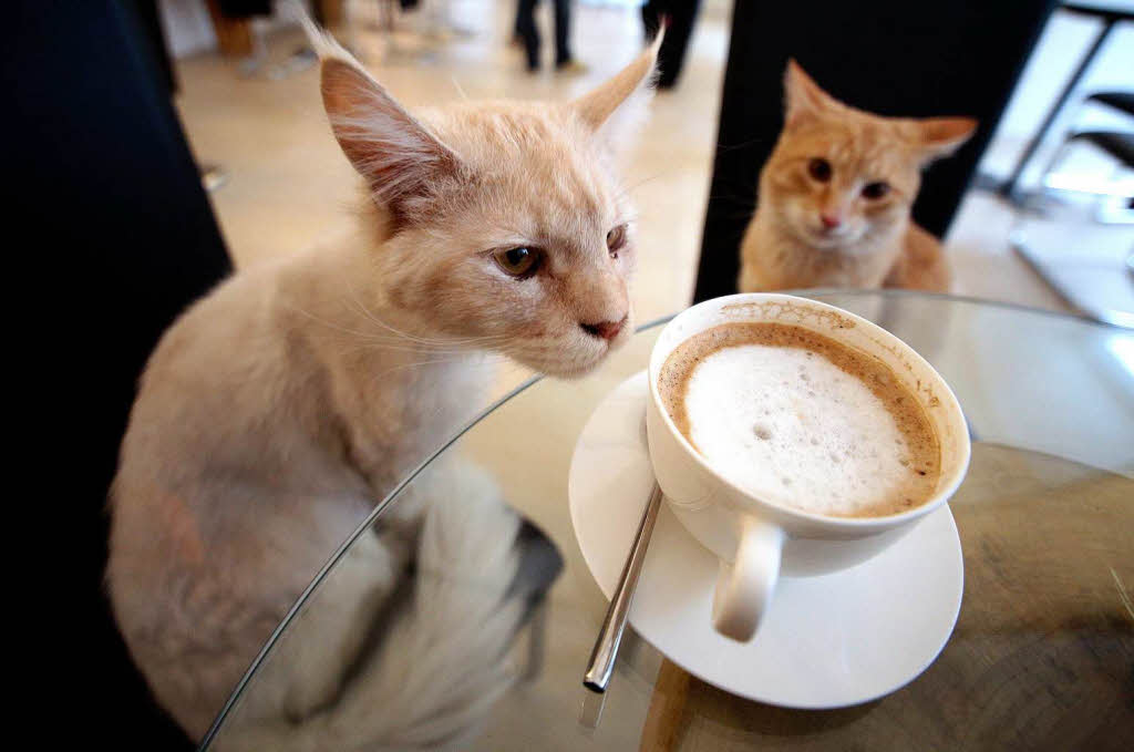 Die Katzen bewohnen das ganze Katzencaf, das jetzt neu in Wien erffnet hat. 