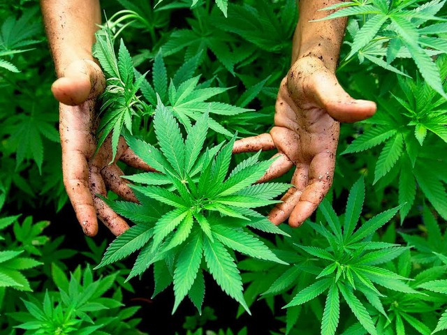 Cannabis-Pflanzen   | Foto: dpa