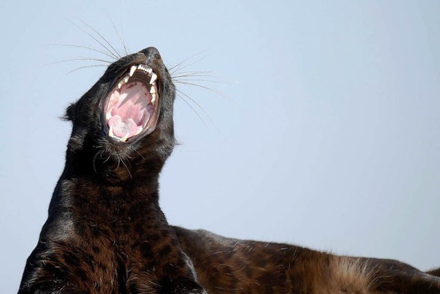Ghnt er? Brllt er? Ein schwarzer Panther zeigt seine Zhne (Symbolbild).  | Foto: dpa