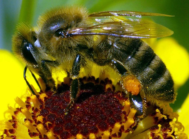 Mir ihrem Rssel saugt die Biene Nektar. Unten die Knigin (gelb markiert)  | Foto: dpa/PR