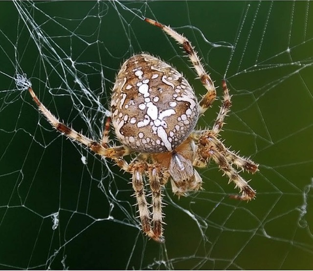 Spinne im Netz  | Foto: bz