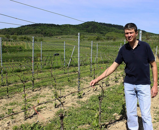 Kahlfra: Weinbauberater Tobias Burtsc...abgefressenen Rebstck bei Btzingen.   | Foto: mario schneberg