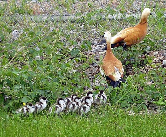 Gnsemarsch: Ein Leserinnenfoto von de...sfamilie  nach dem Schwimmbadausflug.   | Foto: Privat