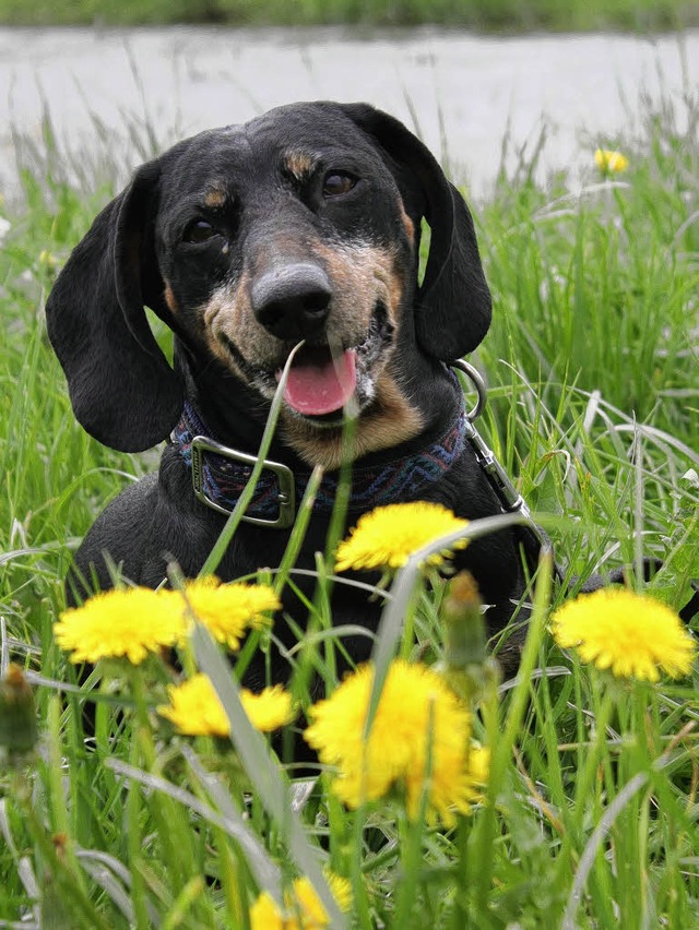 Hundeopa Barry  | Foto: Tierheim