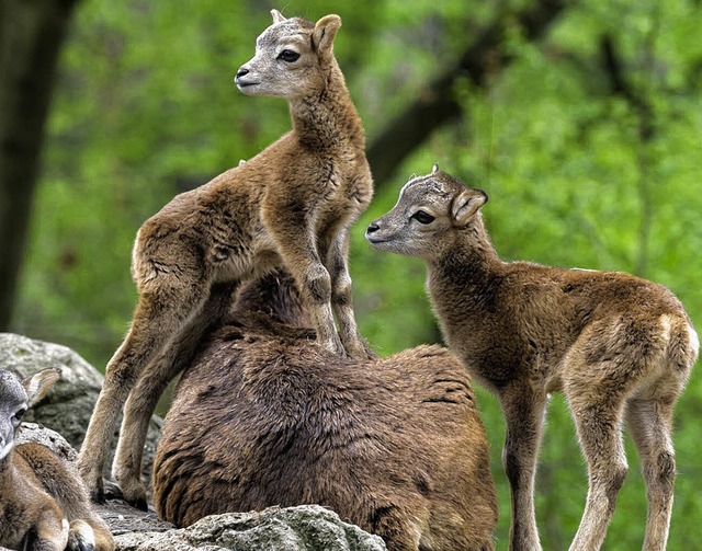 Die Mufflonlmmer erkunden die Felsen im Gehege.   | Foto: Zoo Basel