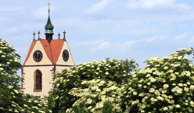 Endingen.  Eine Augenweide diese blhe...bume im Hintergrund die Peterskirche.  | Foto: Roland Vitt