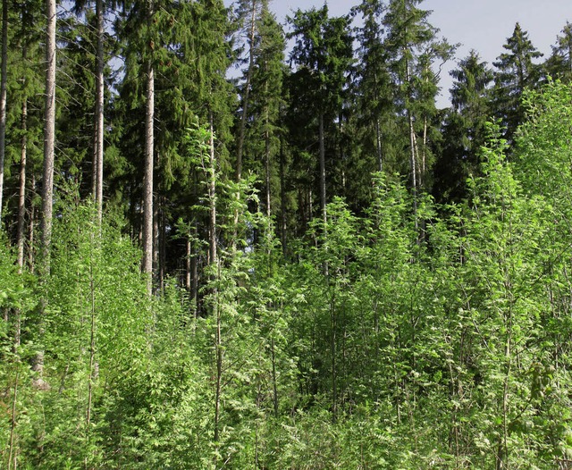 Der Gemeindewald Grafenhausen soll im ...n- und Buchenanteilen umgebaut werden.  | Foto: Chris Seifried