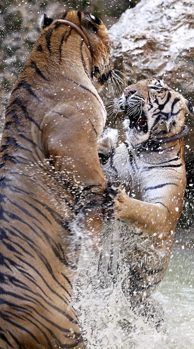Frei lebende Tiger sind selten. Diese ...ben in einem Tigertempel in Thailand.   | Foto: dpa