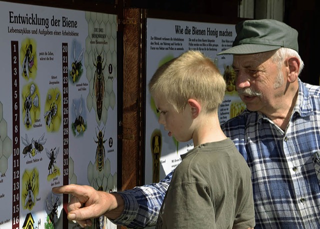 Anschaulich: Wie sich die Bienen entwickeln, erklrt Imker Paul Steinert.  | Foto: Anselm Buhoff