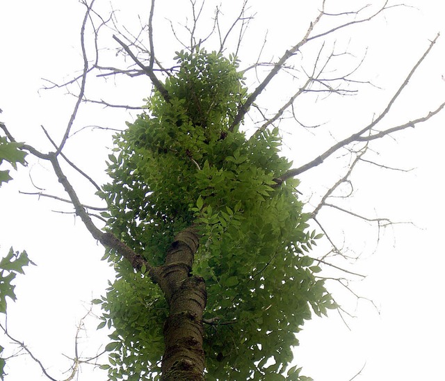 Erst sterben die Triebe, dann die ganze Esche.  | Foto: dpa