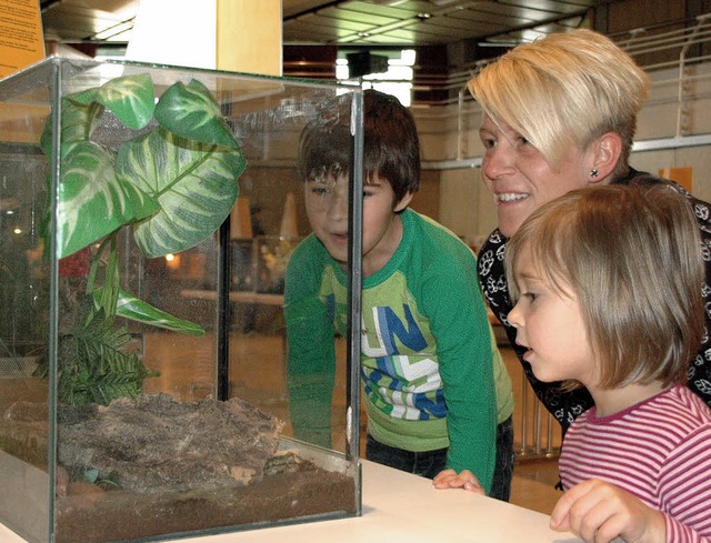 in den Terrarien waren Spinnen, Skorpione und auch Insekten zu beobachten.   | Foto: Martina Proprenter