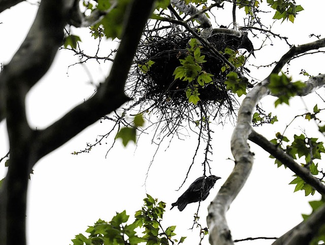 Nistende Saatkrhen stren die Ruhe de...ts am Drachenweg in Freiburg-Mooswald.  | Foto: Ingo Schneider