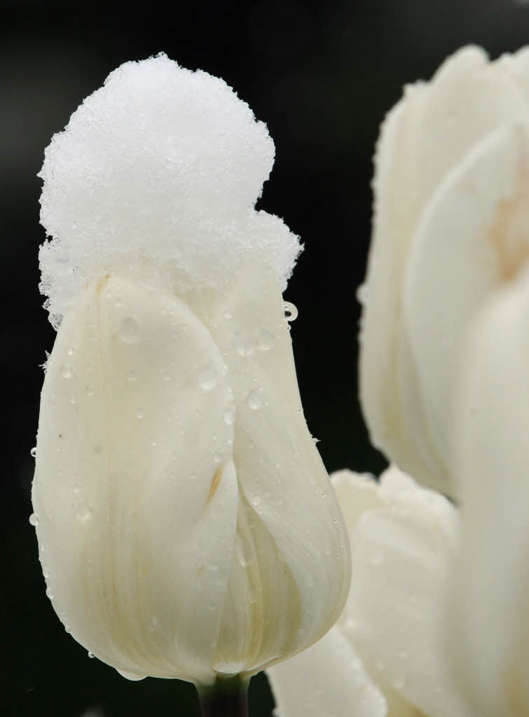 Auf dem Feldberg: Eine weie Tulpe mit Schneehaube.