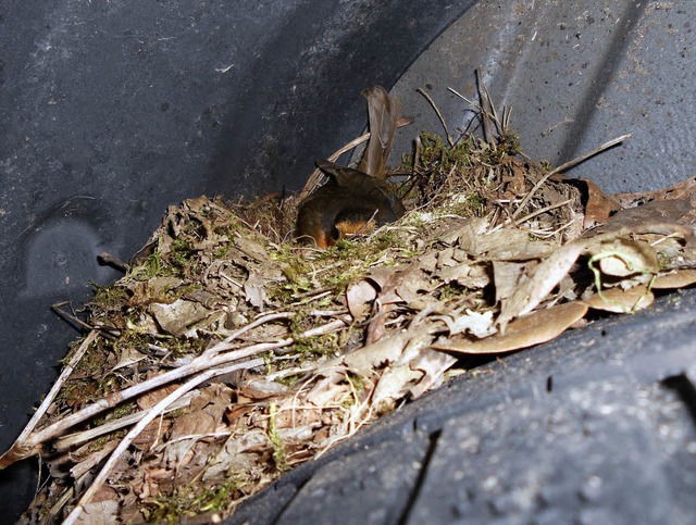 Ein Rotkehlchen nistet im Radkasten eines Autos.   | Foto: Paul Berger