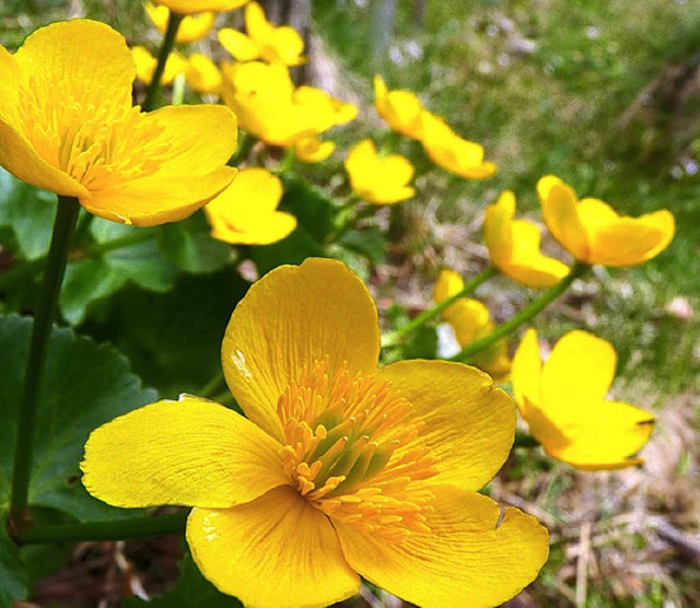 Sumpfdotterblumen wachsen an den Zuflssen zum Weiher.  | Foto: Sattelberger