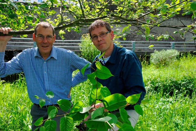 Armin Beil (links) und Ralf Dubler  z...ile des Japanischen Staudenknterichs.  | Foto: Ralph Fautz