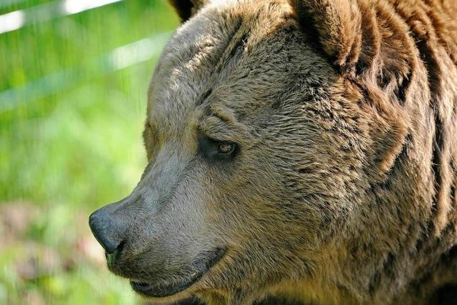 Fotos: Braunbren-Drillinge im Schwarzwald